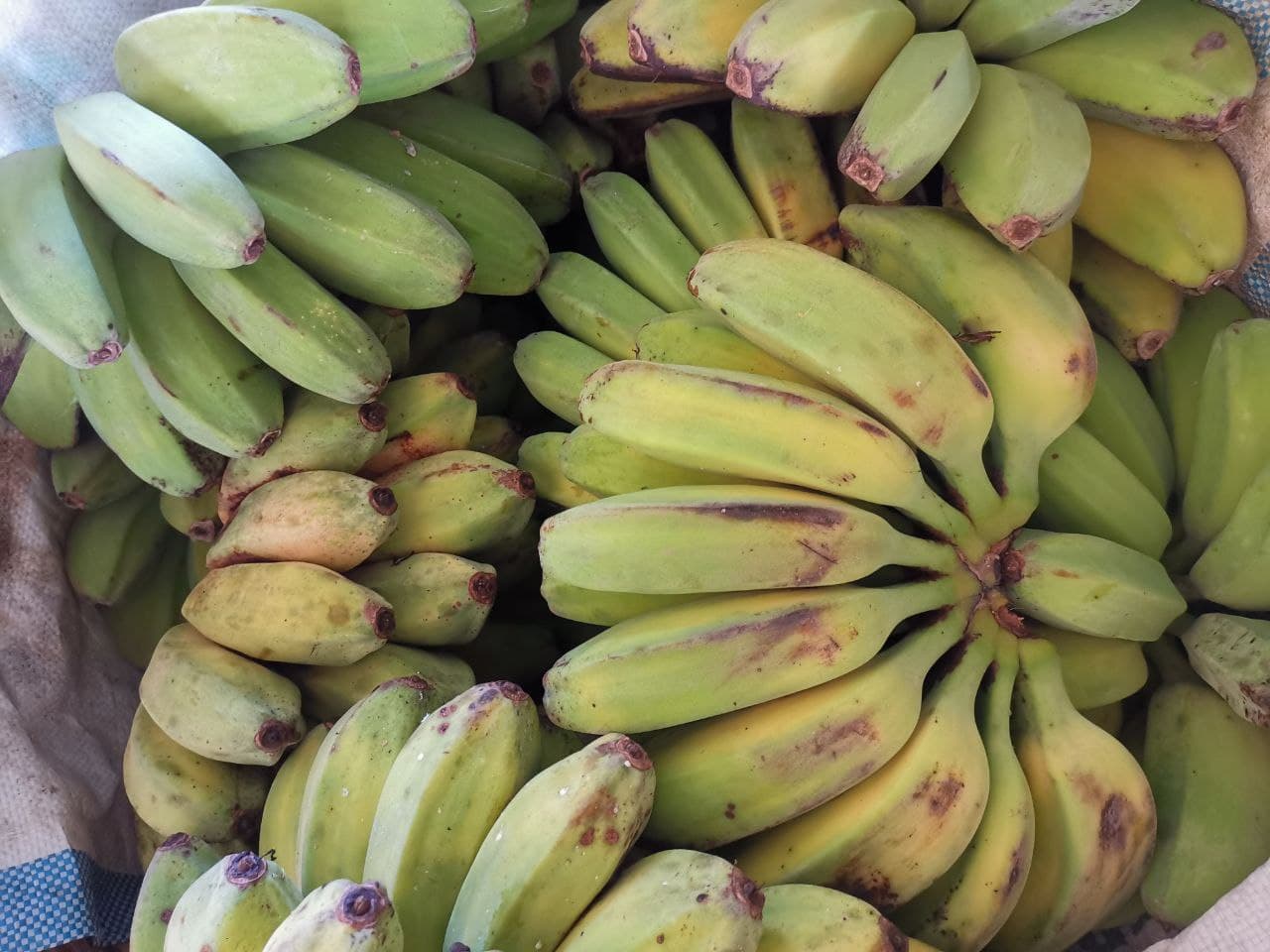 Saging (Saba) (1 kg~)